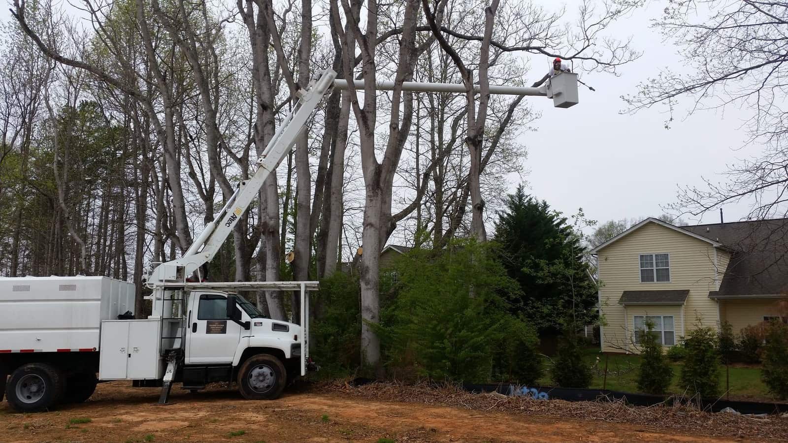 Completed tree service project