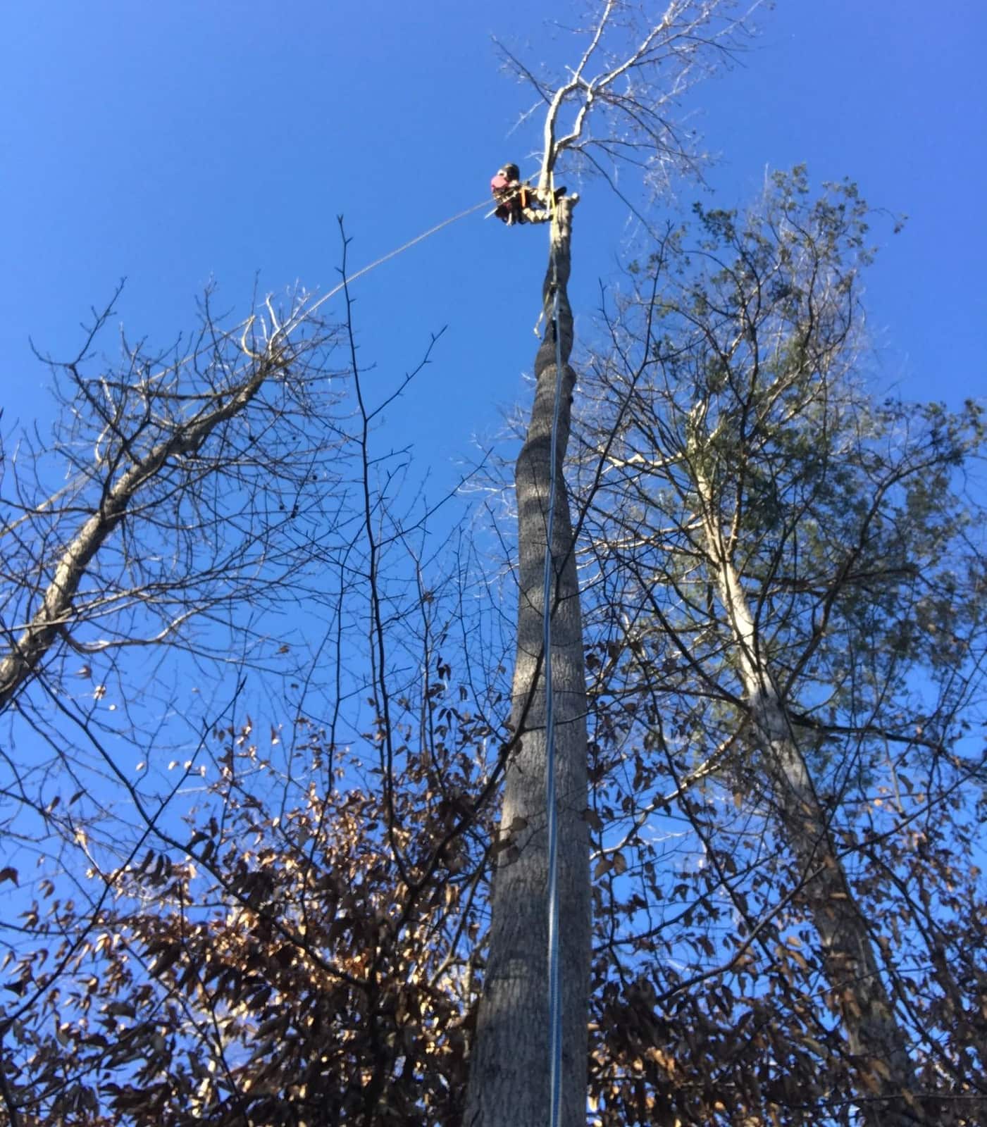 Professional tree removal results