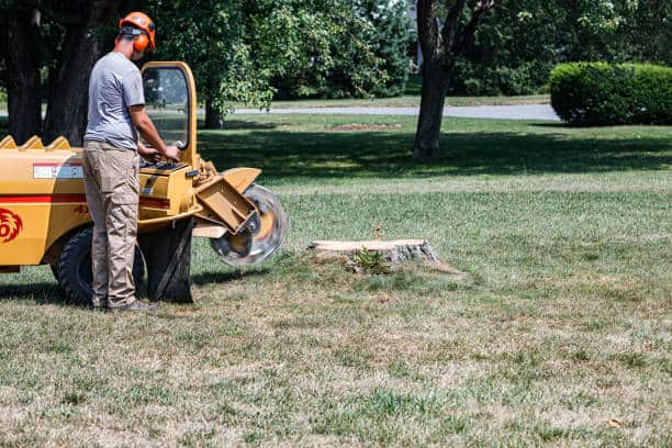 Brush hog machinery clearing dense overgrown vegetation