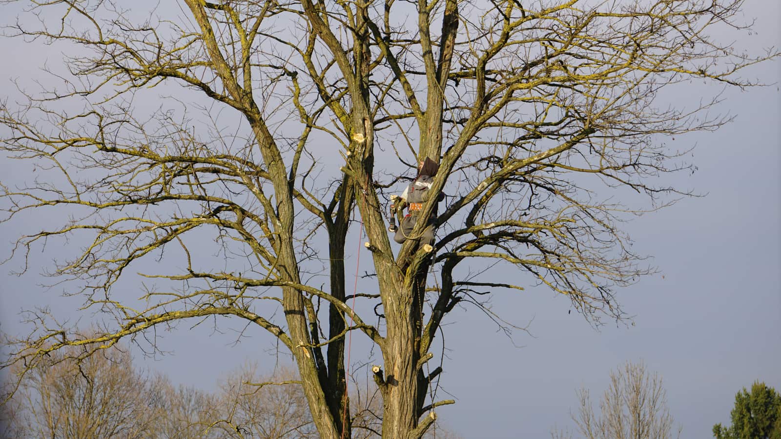 Arborist pruning tree branches with precision