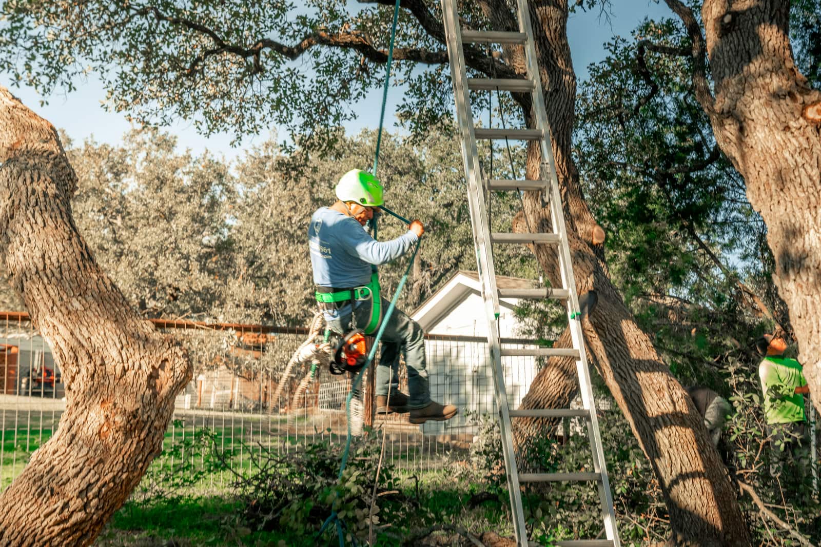 Tree removal crew safely felling a large tree